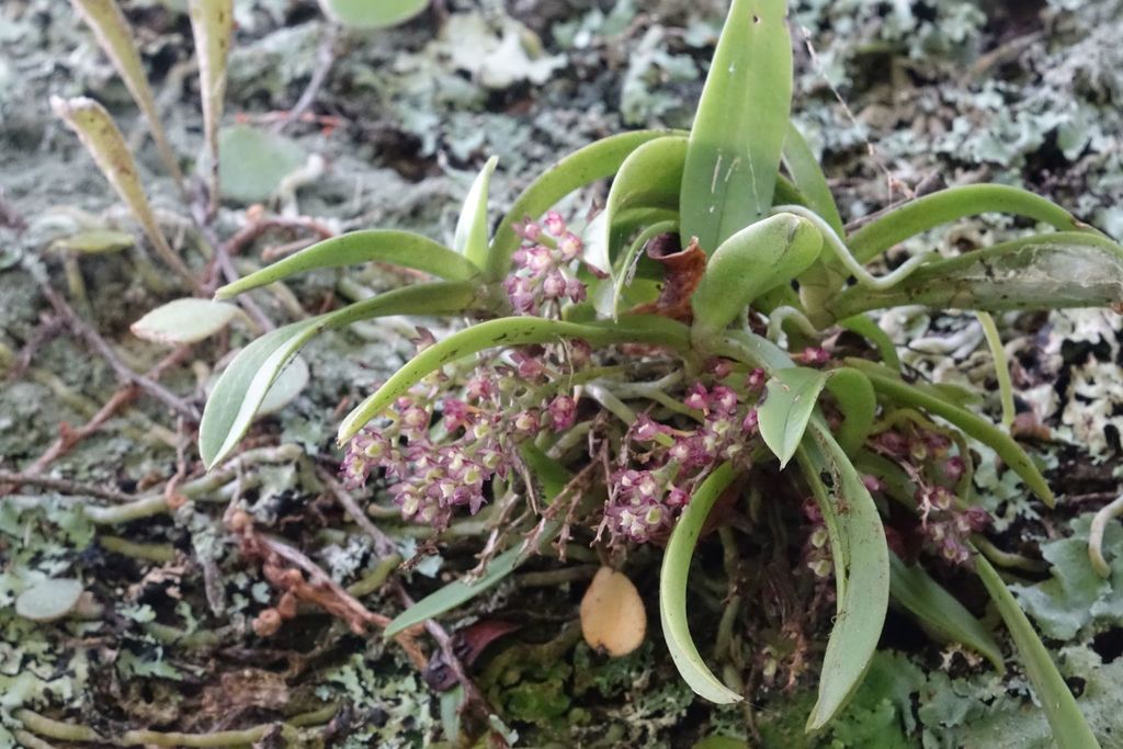 Drymoanthus adversus