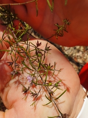 Westringia fruticosa