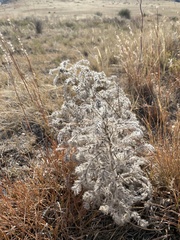 Oreocarya thyrsiflora