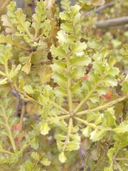 Phyllocladus