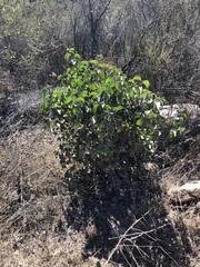 Magnoliopsida