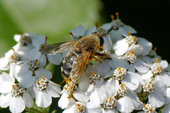 Polydontomyia curvipes