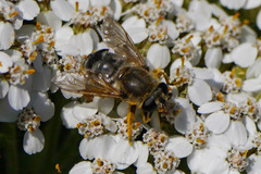 Polydontomyia curvipes