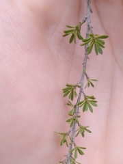 Kunzea serotina