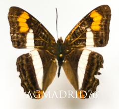 Adelpha iphicleola