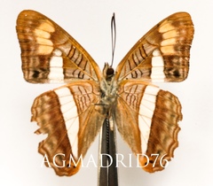Adelpha iphicleola