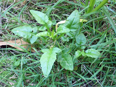 Rorippa divaricata