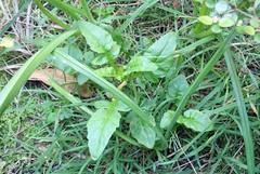 Rorippa divaricata