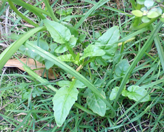Rorippa divaricata