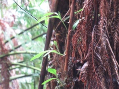 Chiloglottis cornuta
