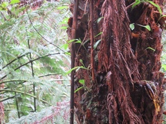 Chiloglottis cornuta