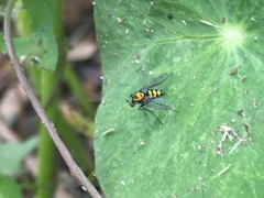 Condylostylus mundus