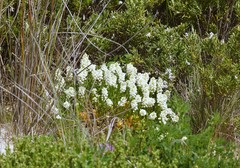 Stackhousia spathulata