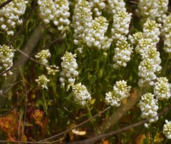 Stackhousia spathulata