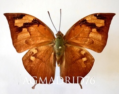 Fountainea eurypyle confusa