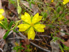 Hibbertia australis