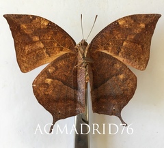 Fountainea eurypyle confusa