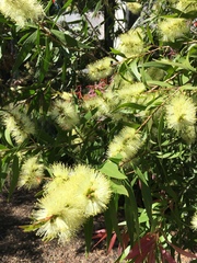 Melaleuca pallida