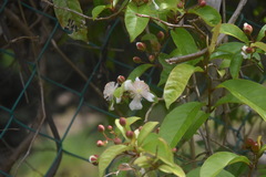 Tetracera indica