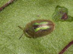 Cassida vittata