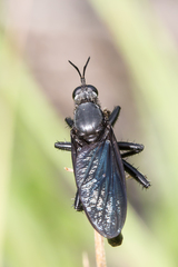 Ospriocerus