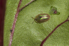 Cassida vittata
