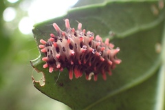 Histia flabellicornis