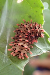 Histia flabellicornis