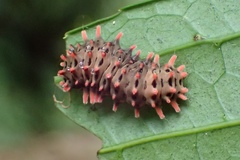 Histia flabellicornis