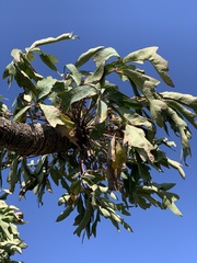Cussonia paniculata sinuata