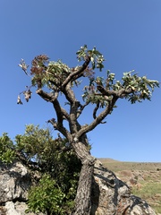 Cussonia paniculata sinuata