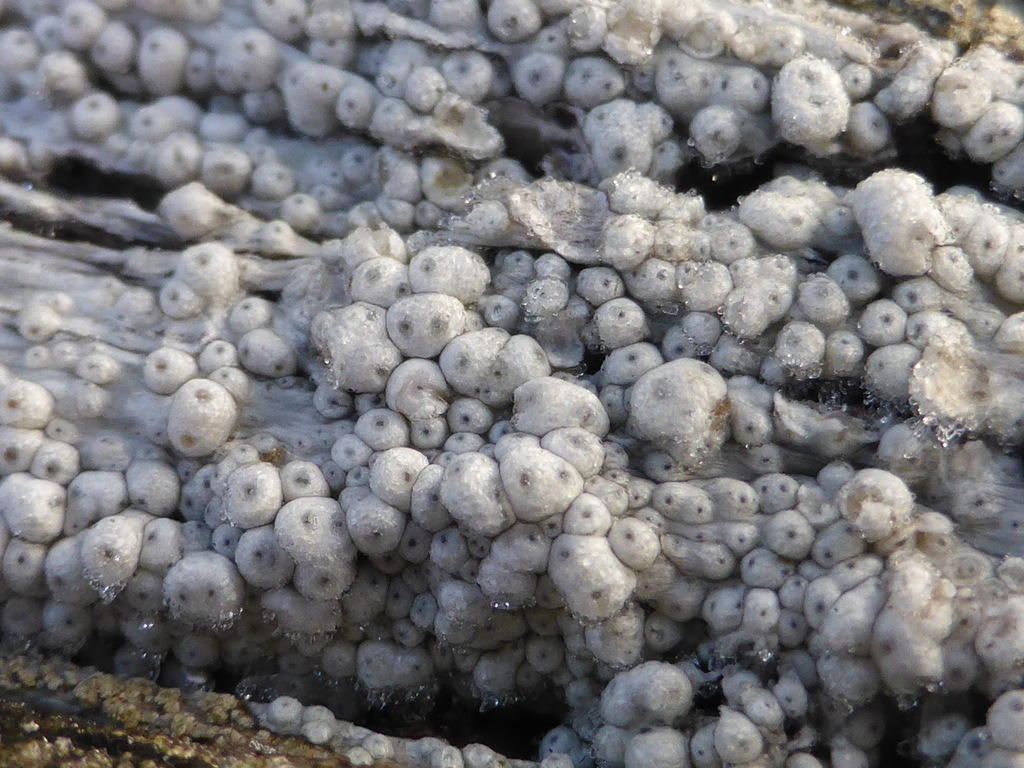 Ochrolechia xanthostoma