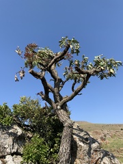 Cussonia paniculata sinuata