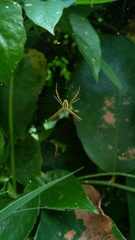Argiope dang