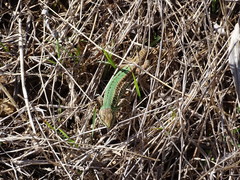 Podarcis waglerianus