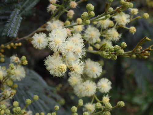 black wattle