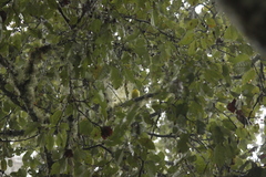 Machlolophus holsti