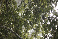 Machlolophus holsti
