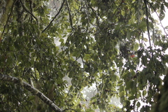 Machlolophus holsti