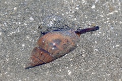 Buccinidae