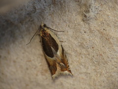 Ancylis badiana