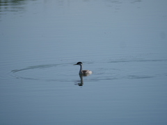 Aechmophorus occidentalis