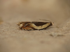 Ancylis badiana