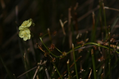 Drosera sulphurea