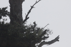 Machlolophus holsti
