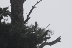 Machlolophus holsti