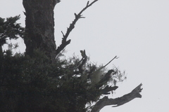 Machlolophus holsti