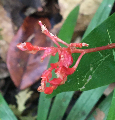 Angiospermae