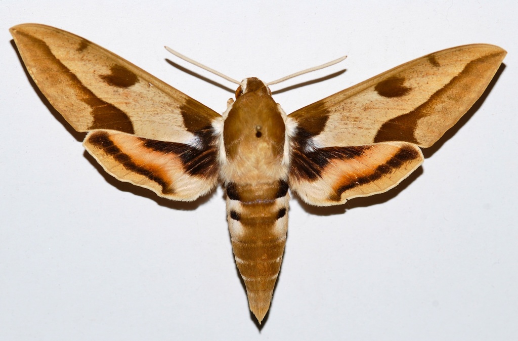 Mediterranean Hawk-moth