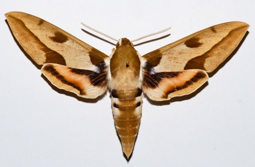 Mediterranean Hawk-moth